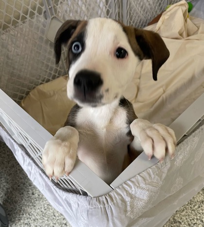 Shelter Stray Female Dog last seen Tudor Dr. and Gatewood St, Leavenworth, KS 66048, Outside Jurisdiction, WI, 7077 Elmwood Ave, Kansas City, MO 64132, USA