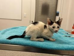 Shelter Stray Male Cat last seen 35th Ter and Fremont Ave, KCMO, 64129, 64129, MO, 7077 Elmwood Ave, Kansas City, MO 64132, USA