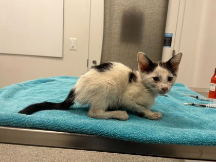 Shelter Stray Male Cat last seen 35th Ter and Fremont Ave, KCMO, 64129, 64129, MO, 7077 Elmwood Ave, Kansas City, MO 64132, USA