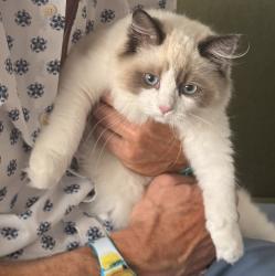 Lost Male Cat last seen Neilson Way The Shores apmts, Santa Monica, CA 90405