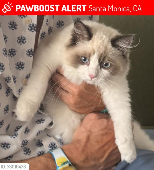 Lost Male Cat last seen Neilson Way The Shores apmts, Santa Monica, CA 90405