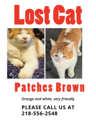 Lost Male Cat last seen Koa journey campground Bemidji MN, Bemidji, MN 56601