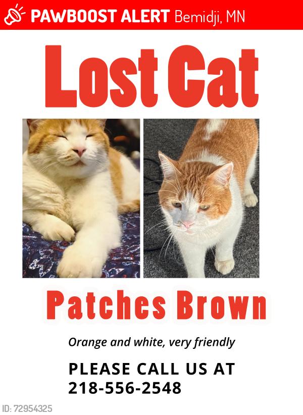 Lost Male Cat last seen Koa journey campground Bemidji MN, Bemidji, MN 56601