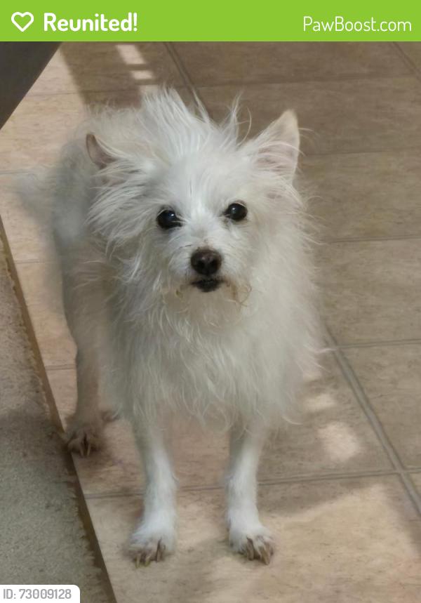 Reunited Male Dog last seen Calvine Road, Sacramento, CA 95829