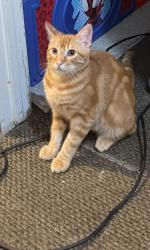 Lost Male Cat last seen Via Octavo , Mission Viejo, CA 92691