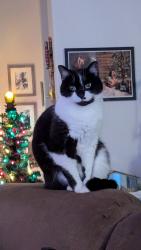 Lost Female Cat last seen Marshalls on McHenry, Modesto, CA 95350