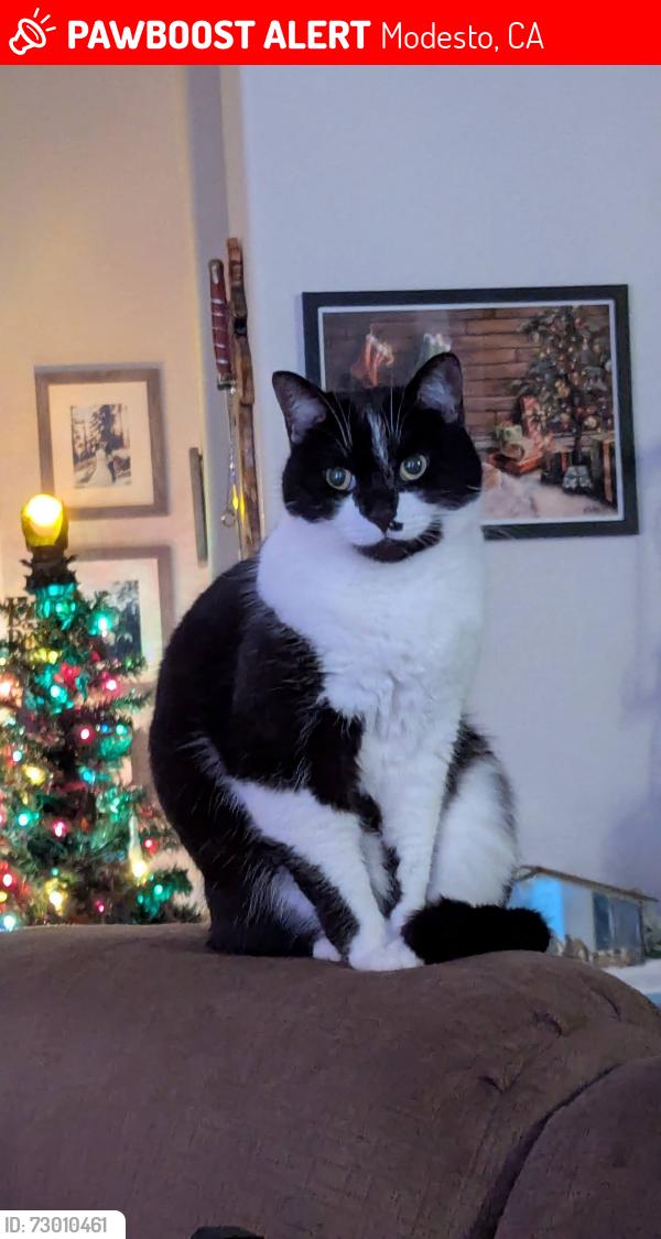 Lost Female Cat last seen Marshalls on McHenry, Modesto, CA 95350