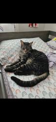 Reunited Male Cat last seen Lancaster Dr., Manteca, CA 95336