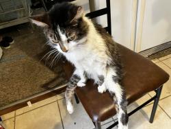 Lost Male Cat last seen Wendy pines, Charlestown, IN 47172