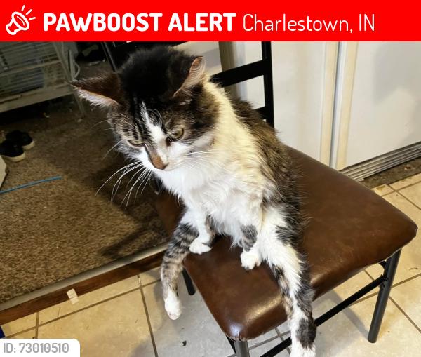 Lost Male Cat last seen Wendy pines, Charlestown, IN 47172
