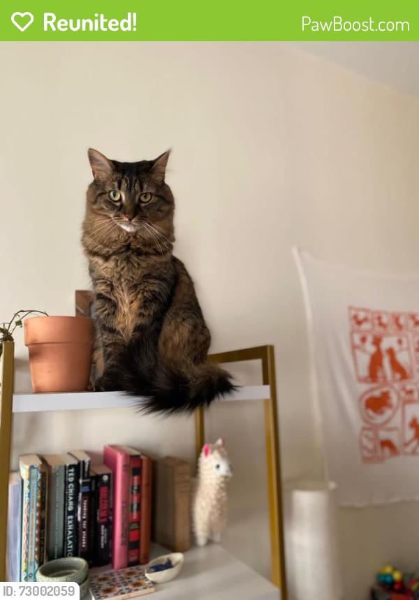 Reunited Female Cat last seen Crosby’s grocery; Sorrentos pizza; Grant & Elsinore cross streets, Concord, MA 01742