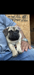 Reunited Male Dog last seen County rd 525, Mansfield, TX 76063