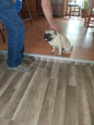 Found/Stray Male Dog last seen County Road 526 & County Road 525, Mansfield, TX 76063