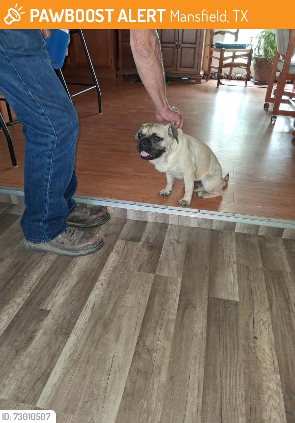 Found/Stray Male Dog last seen County Road 526 & County Road 525, Mansfield, TX 76063