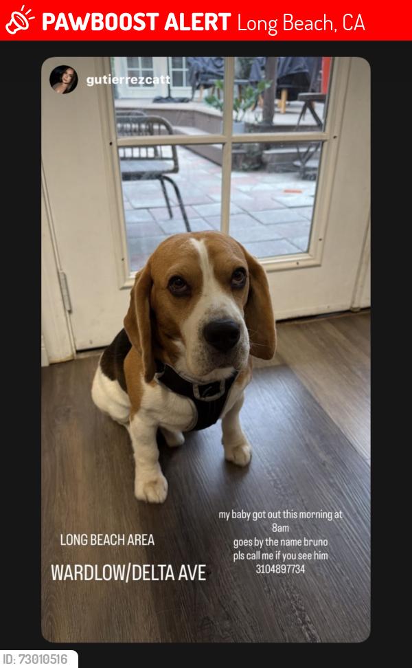 Lost Male Dog last seen wardlow and delta ave, Long Beach, CA 90810