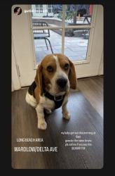 Lost Male Dog last seen wardlow and delta ave, Long Beach, CA 90810