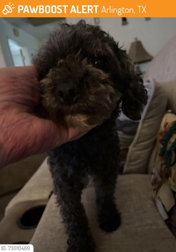 Found/Stray Female Dog last seen Lavender and Ford behind Hill Elementary , Arlington, TX 76013