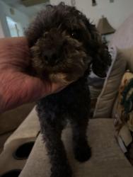 Found/Stray Female Dog last seen Lavender and Ford behind Hill Elementary , Arlington, TX 76013
