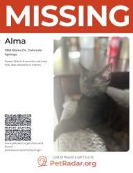 Lost Female Cat last seen Circle & Palmer Park, Colorado Springs, CO 80909