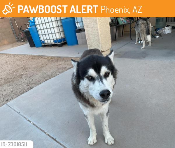 Found/Stray Male Dog last seen West darrel rd 85041, Phoenix, AZ 85041