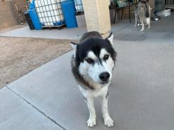 Found/Stray Male Dog last seen West darrel rd 85041, Phoenix, AZ 85041