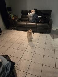 Lost Male Dog last seen Beverly blvd, Los Angeles, CA 90027