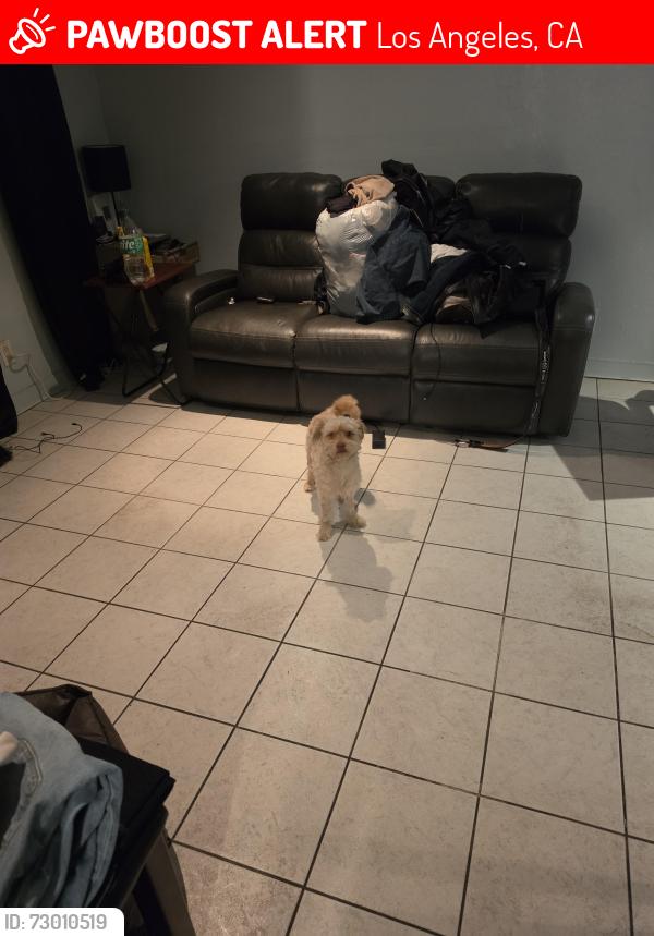 Lost Male Dog last seen Beverly blvd, Los Angeles, CA 90027