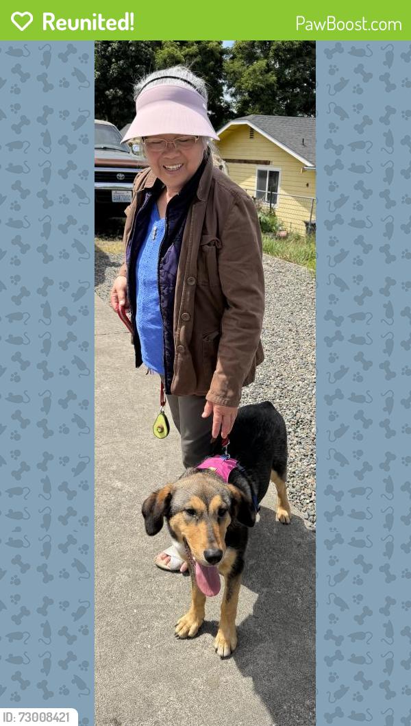 Reunited Female Dog last seen East George street an Roosevelt Ave , Tacoma, WA 98404