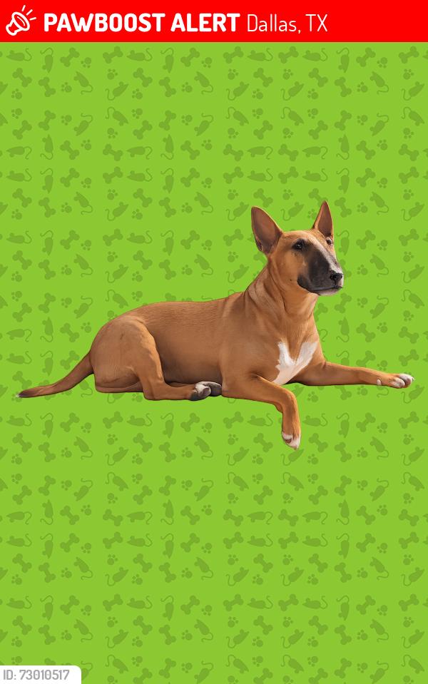 Lost Female Dog last seen Dolphin and Haskell, Dallas, TX 75223