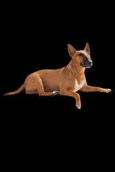 Lost Female Dog last seen Dolphin and Haskell, Dallas, TX 75223
