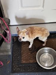 Reunited Unknown Dog last seen Mission Bend, TX, USA, Mission Bend, TX 77083