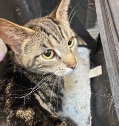 Shelter Stray Female Cat last seen 22nd Ave and NW Davis, PORTLAND, OR, 97210, 1700 W Historic Columbia River Hwy, Troutdale, OR 97060, USA
