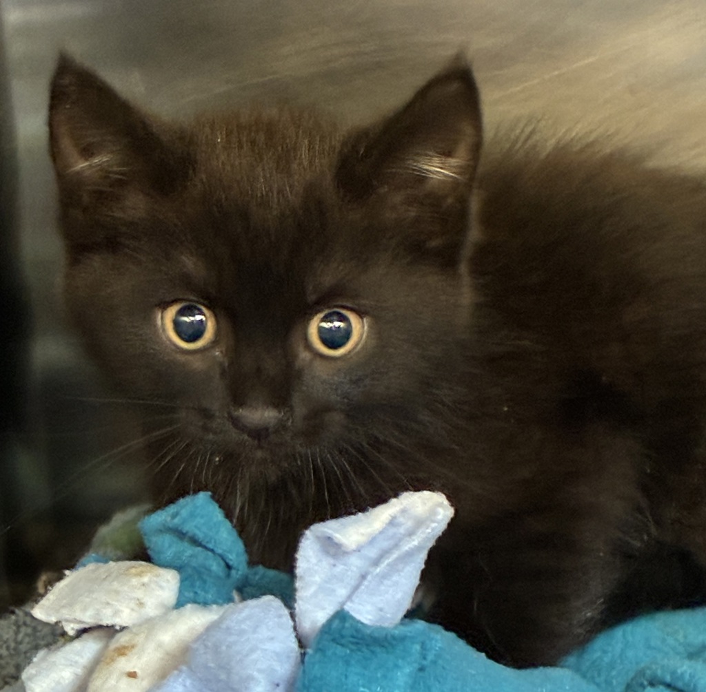 Shelter Stray Female Cat last seen Se 176TH PL AND SE STARK, PORTLAND, OR, 97236, 1700 W Historic Columbia River Hwy, Troutdale, OR 97060, USA