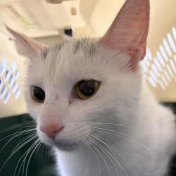 Shelter Stray Female Cat last seen Near Colby Avenue, Windsor Heights, IA, 50324, Des Moines, IA 50313