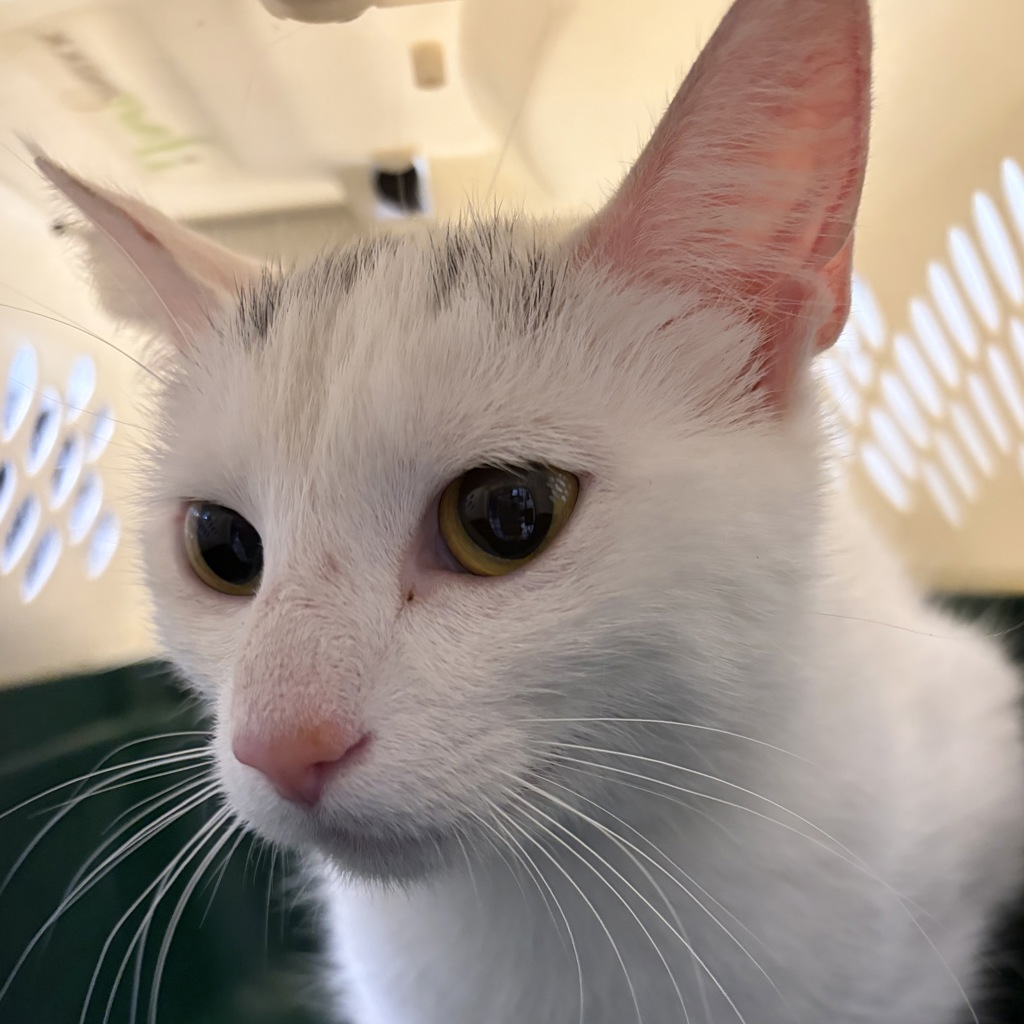 Shelter Stray Female Cat last seen Near Colby Avenue, Windsor Heights, IA, 50324, Des Moines, IA 50313