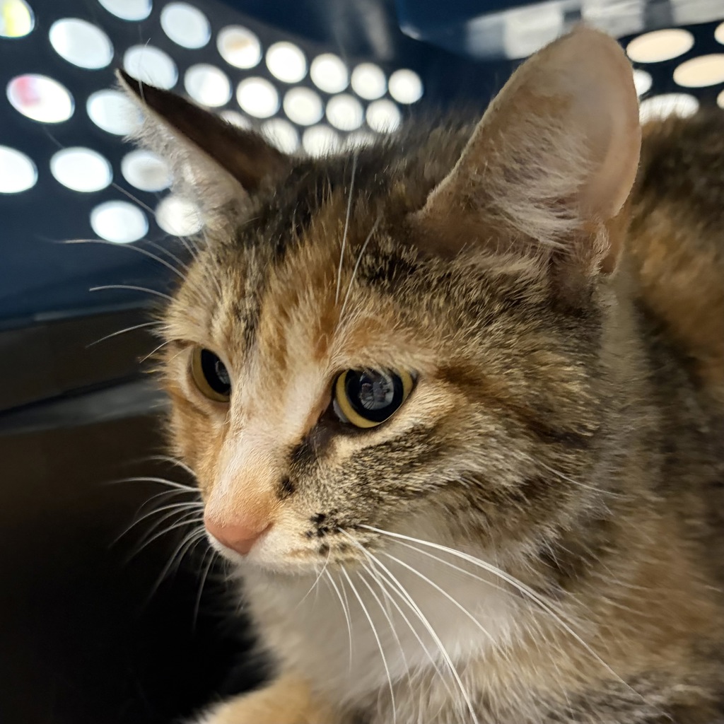 Shelter Stray Female Cat last seen Near Colby Avenue, Windsor Heights, IA, 50324, Des Moines, IA 50313