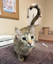 Shelter Stray Female Cat last seen Near Lillian Street, LIVERMORE, CA, 94550, 8323 Baldwin St, Oakland, CA 94621, USA