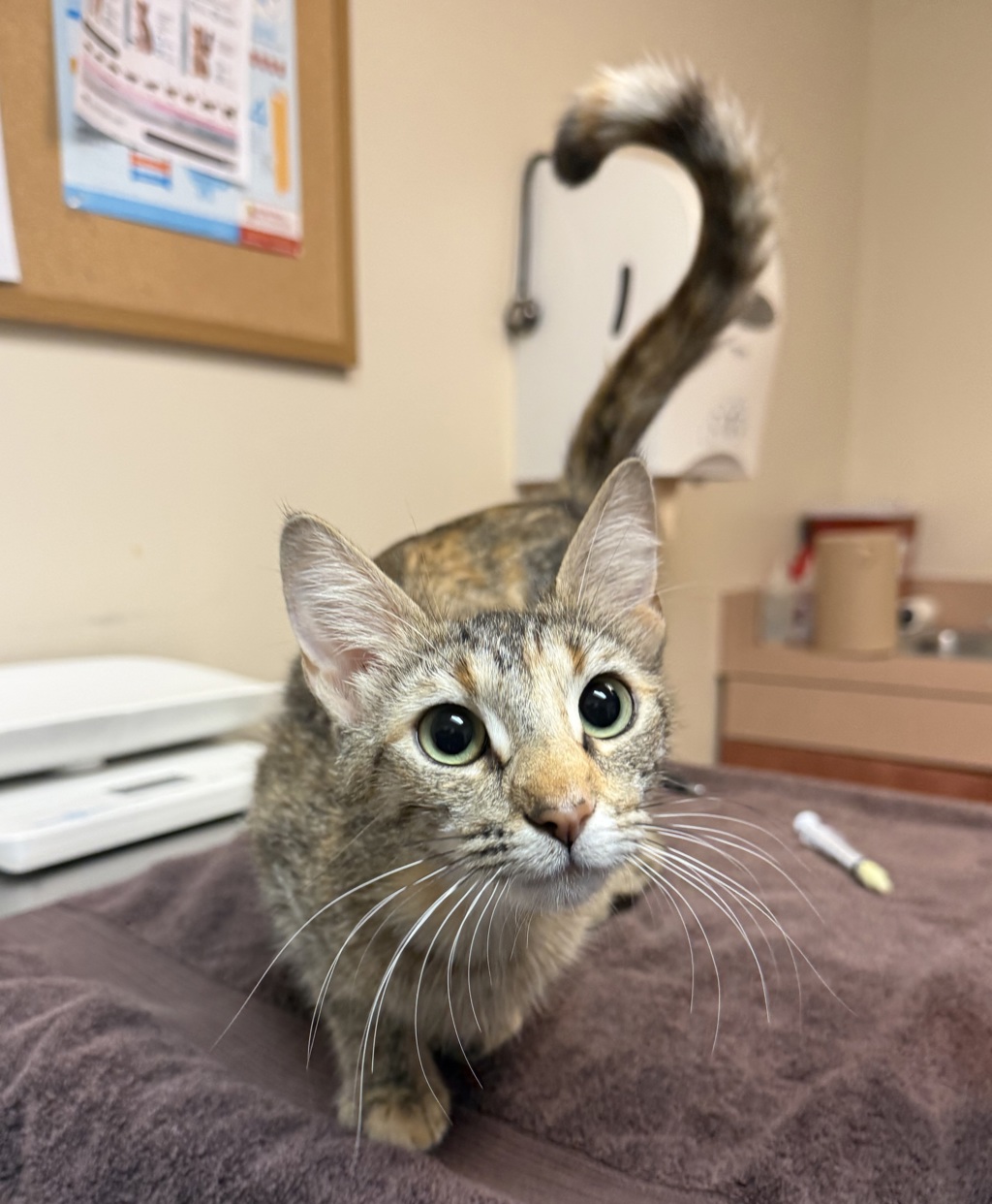Shelter Stray Female Cat last seen Near Lillian Street, LIVERMORE, CA, 94550, 8323 Baldwin St, Oakland, CA 94621, USA