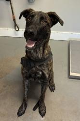 Shelter Stray Female Dog last seen Near N C Street, SALT LAKE CITY, UT, 84103, 511 W 3900 S, Salt Lake City, UT 84123, USA