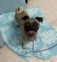Shelter Stray Female Dog last seen Near E Simpson Avenue, SALT LAKE CITY, UT, 84106, 511 W 3900 S, Salt Lake City, UT 84123, USA
