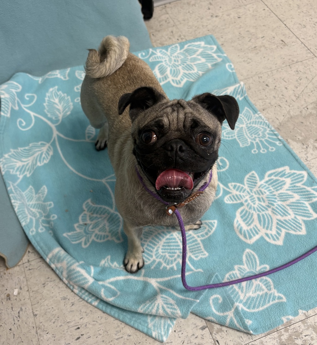 Shelter Stray Female Dog last seen Near E Simpson Avenue, SALT LAKE CITY, UT, 84106, 511 W 3900 S, Salt Lake City, UT 84123, USA