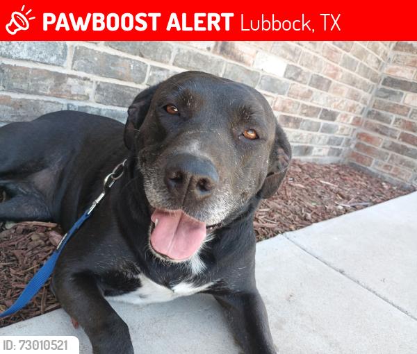 Lost Female Dog last seen Ave Q and 50th, Lubbock, TX 79412