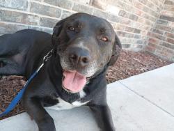 Lost Female Dog last seen Ave Q and 50th, Lubbock, TX 79412
