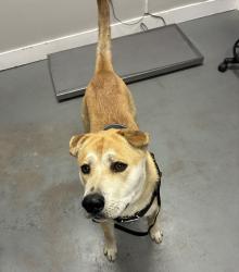 Shelter Stray Male Dog last seen SALT LAKE CITY, UT, 84106, 511 W 3900 S, Salt Lake City, UT 84123, USA