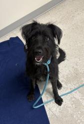 Shelter Stray Female Dog last seen Near E Murray Holladay Road, Holladay, UT, 84117, 511 W 3900 S, Salt Lake City, UT 84123, USA