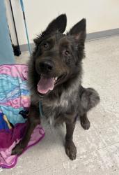 Shelter Stray Male Dog last seen Near S 500 W, MURRAY CITY, UT, 84123, 511 W 3900 S, Salt Lake City, UT 84123, USA