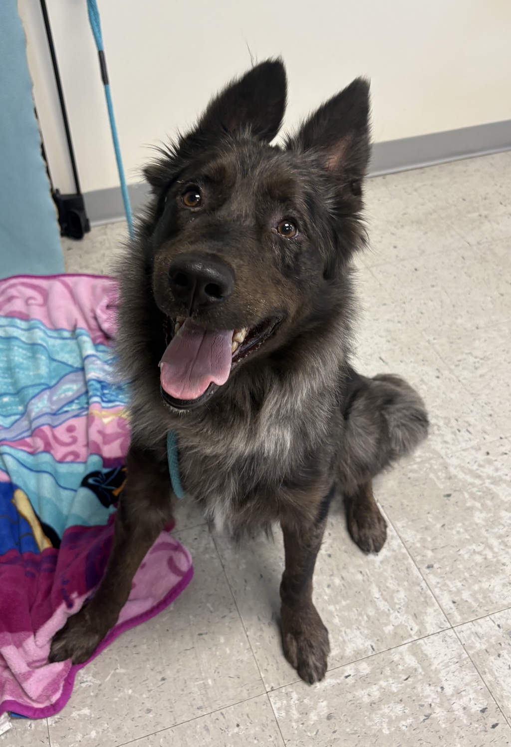 Shelter Stray Male Dog last seen Near S 500 W, MURRAY CITY, UT, 84123, 511 W 3900 S, Salt Lake City, UT 84123, USA