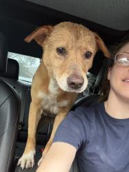 Found/Stray Female Dog last seen Near Aldine Westfield Rd Spring, TX 77373 United States, Spring, TX 77373