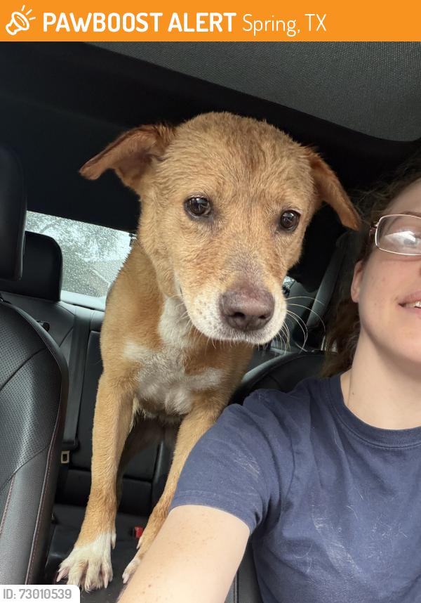 Found/Stray Female Dog last seen Near Aldine Westfield Rd Spring, TX 77373 United States, Spring, TX 77373