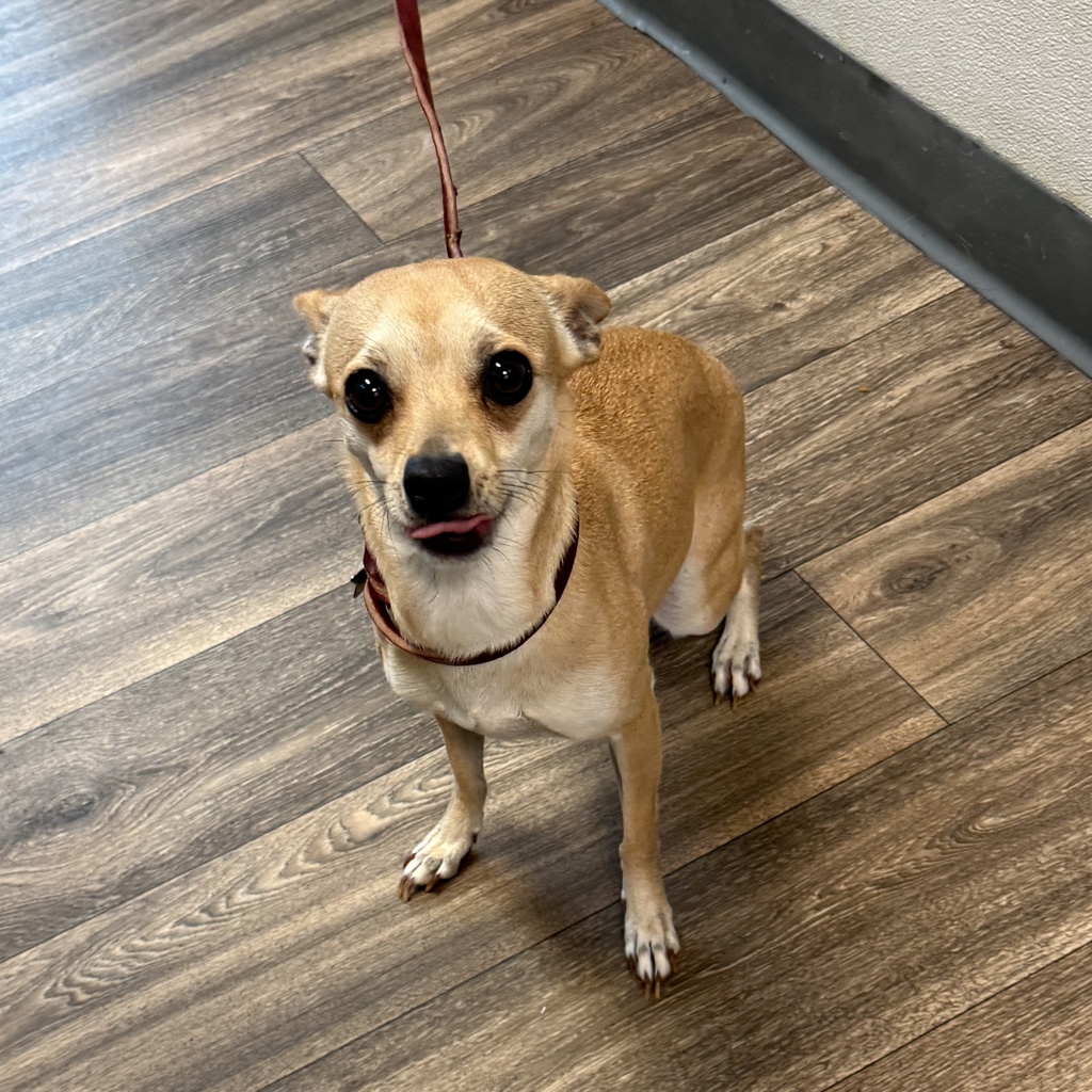 Shelter Stray Female Dog last seen Sunset Cliffs Boulevard, San Diego, CA, 92107, 5500 Gaines St, San Diego, CA 92110, USA